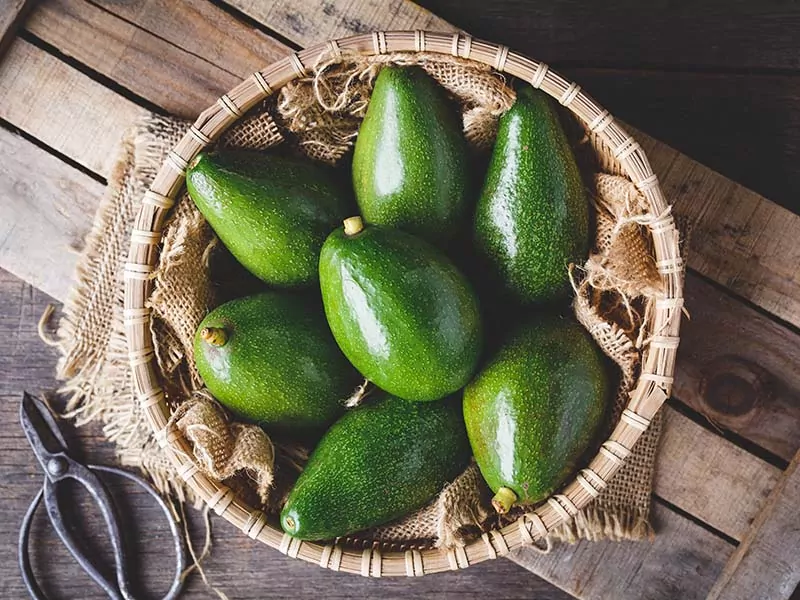 Avocado Bo