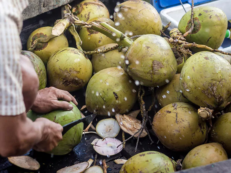 Coconut Dua