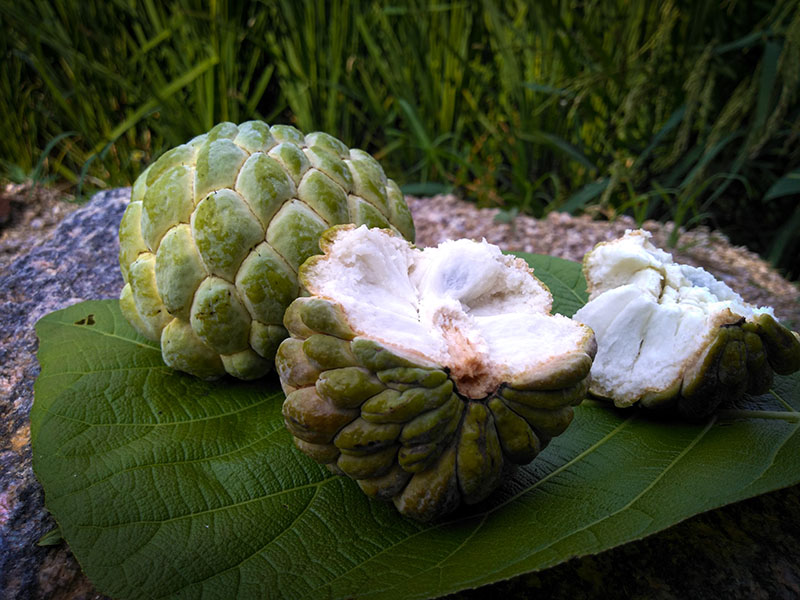 Custard Apple Mang Cau
