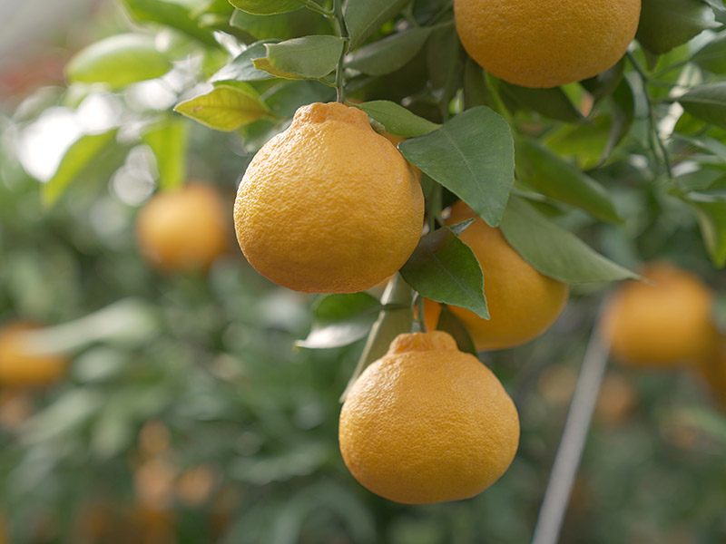 Dekopon Mandarin Hallabong