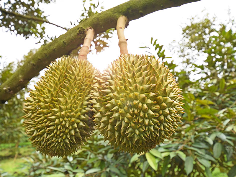 Durian Sau Rieng