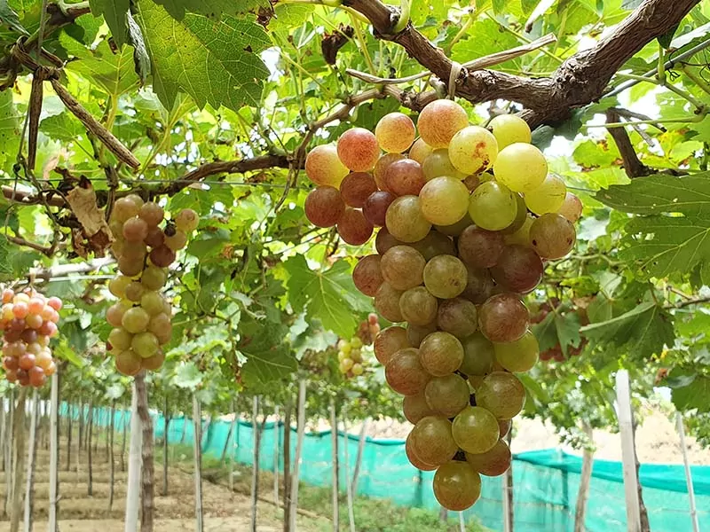 Grape Nho