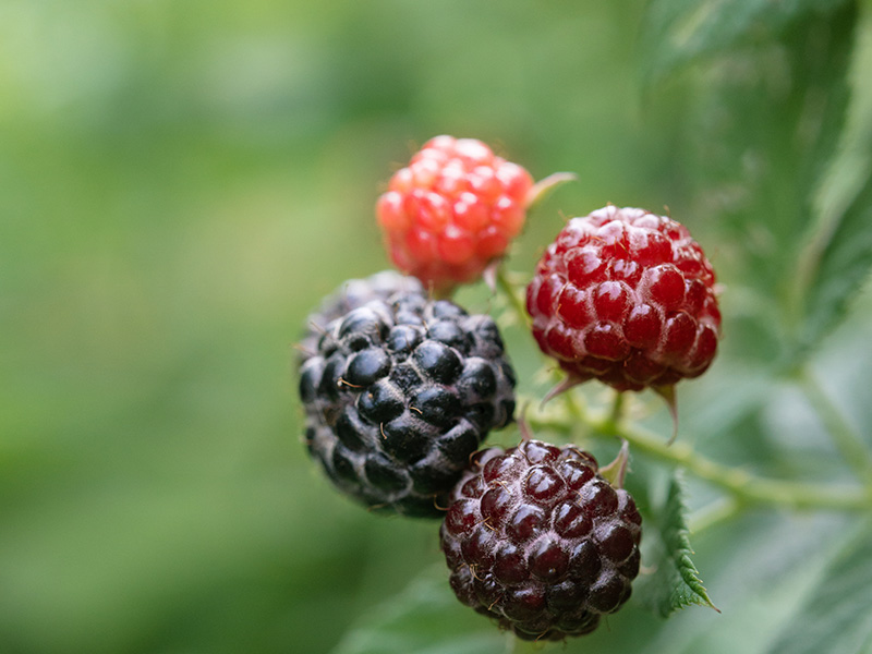 Korean Blackberry Bokbunja