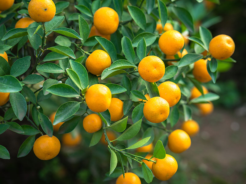 Kumquat Quat