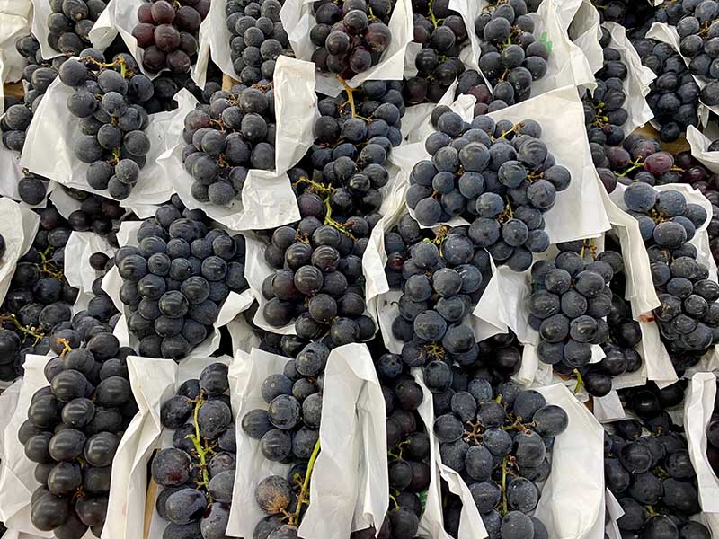 Kyoho Grapes Podo