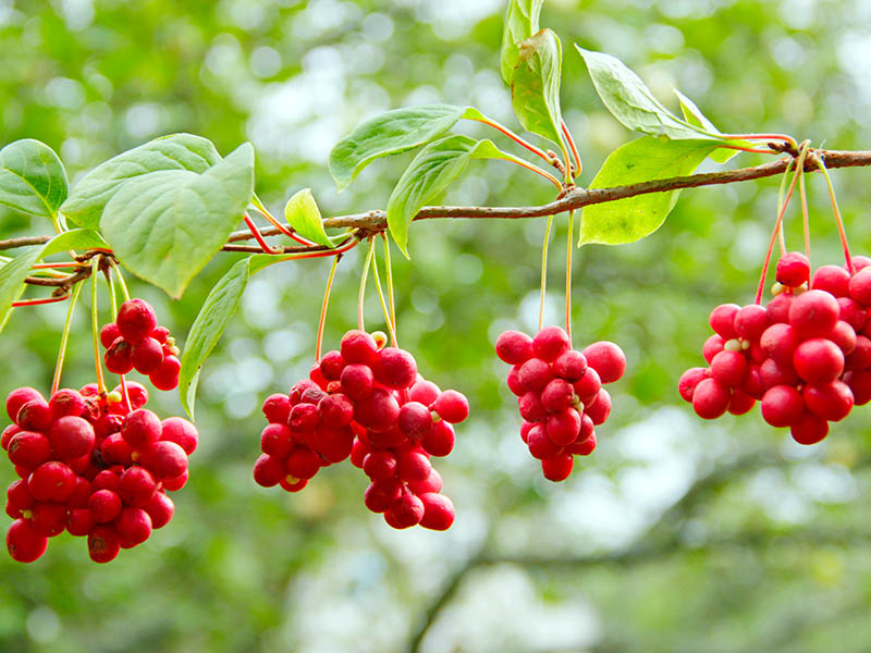 Magnolia Berry Omija