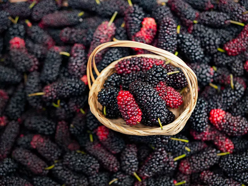 Mulberry Dau Tam