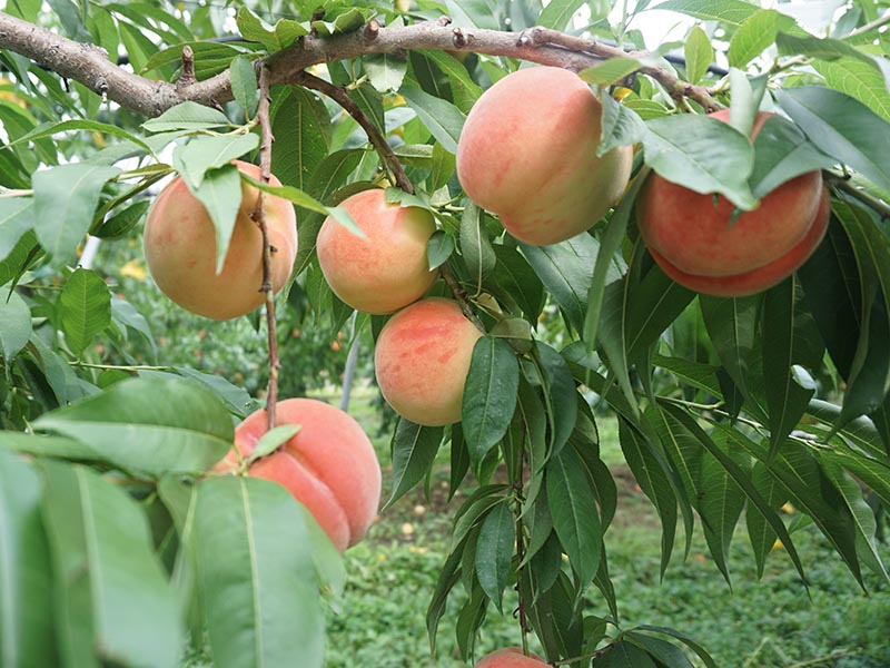 Peaches Bogsung Aui