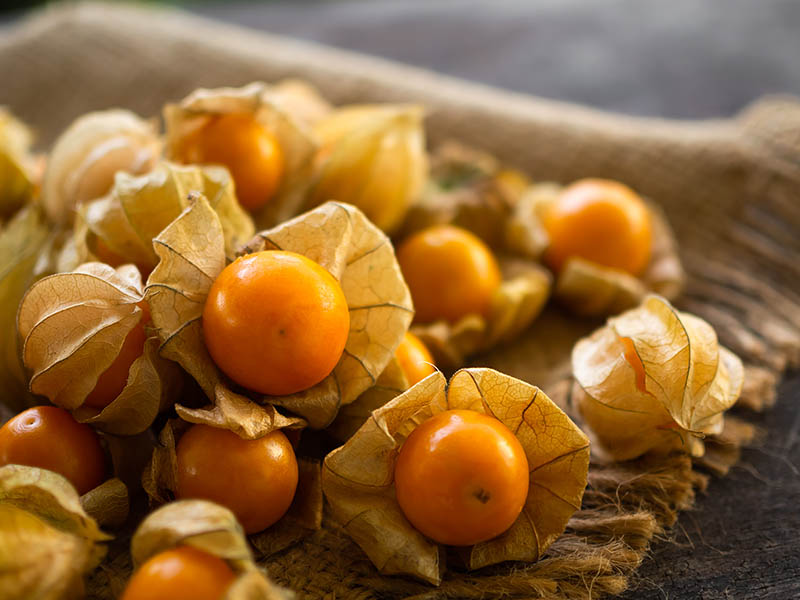 Physalis Has A Round Shape
