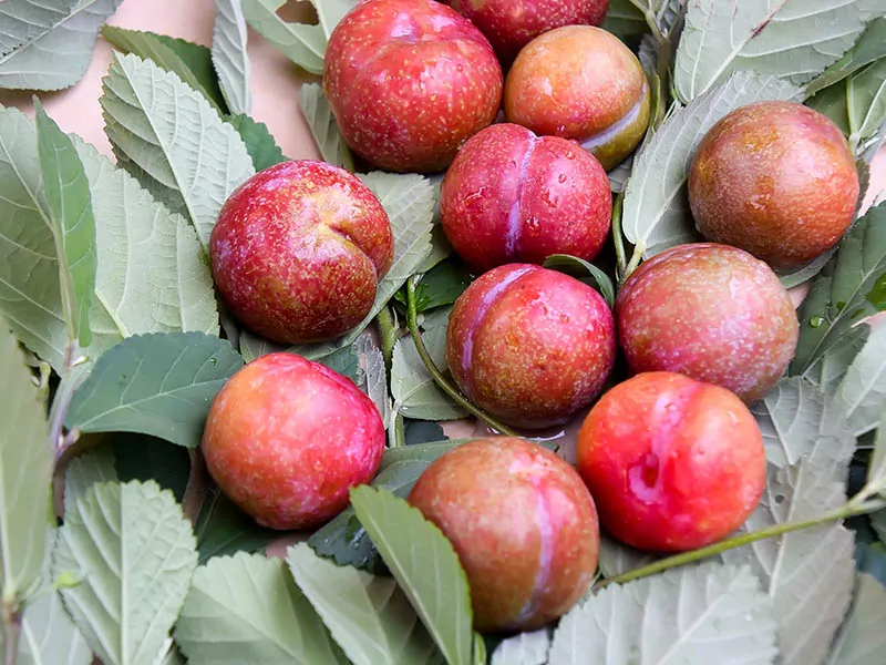 Plum Man