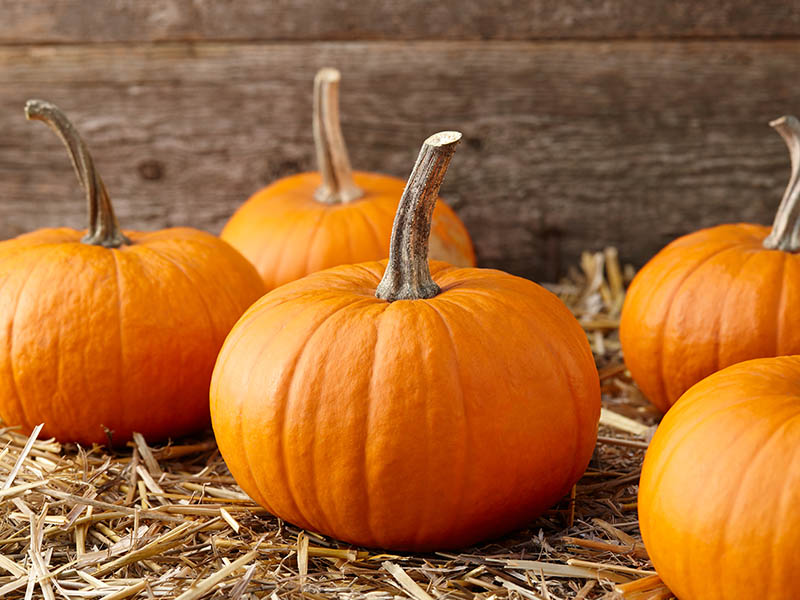 Pumpkin Is The Superfoods