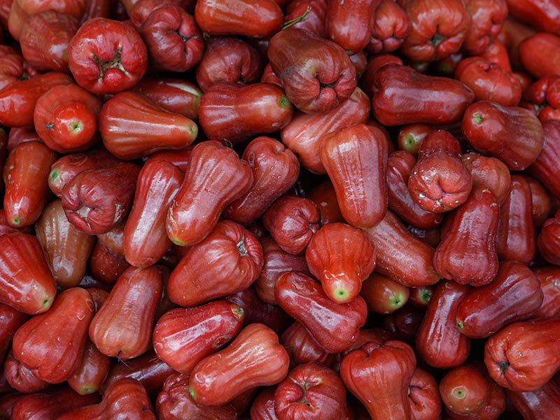Rose Apple Roi
