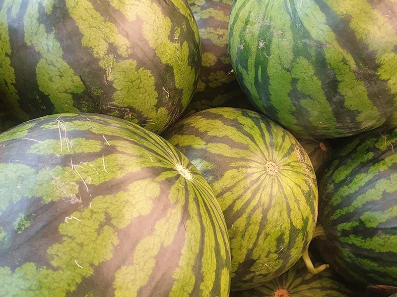 Watermelon Subag
