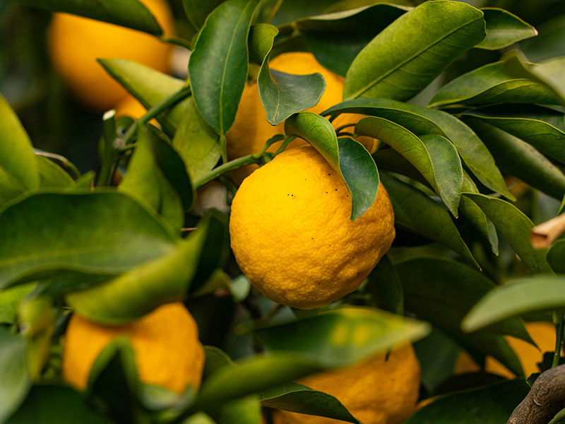 Yuzu Lemon Yuja