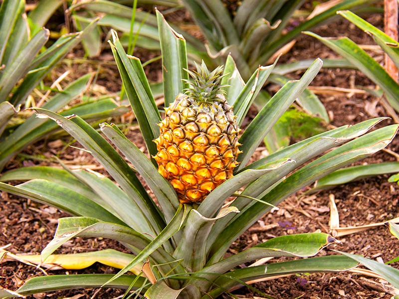 Ananas Pineapples
