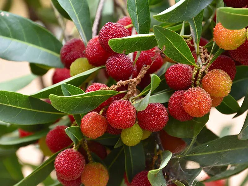 Bayberry Yang Mei