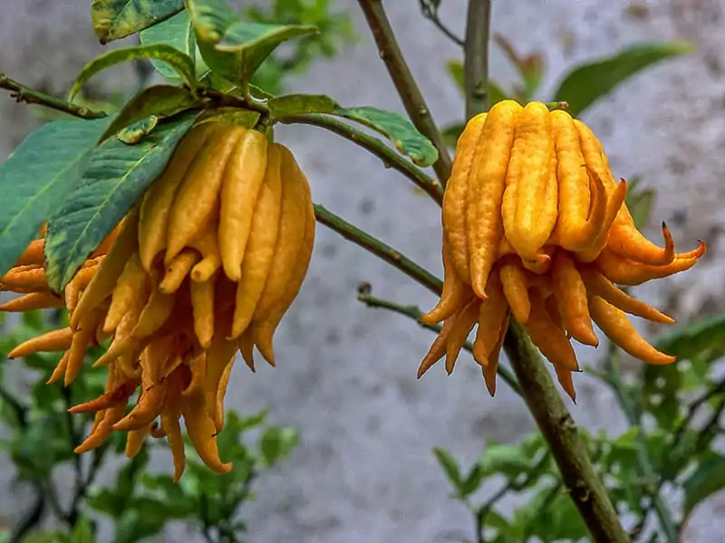 Buddhas Hand
