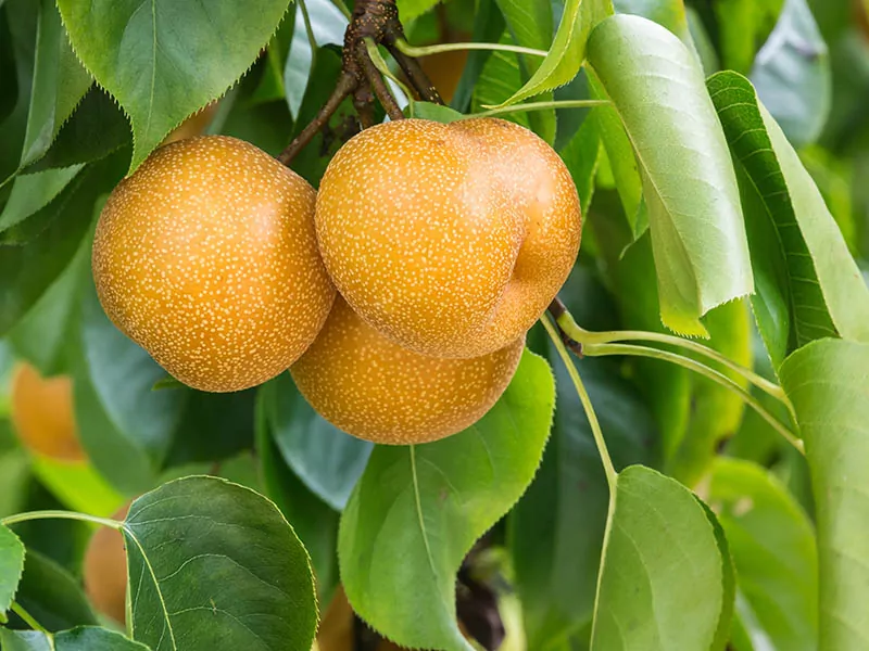 Chinese Pear