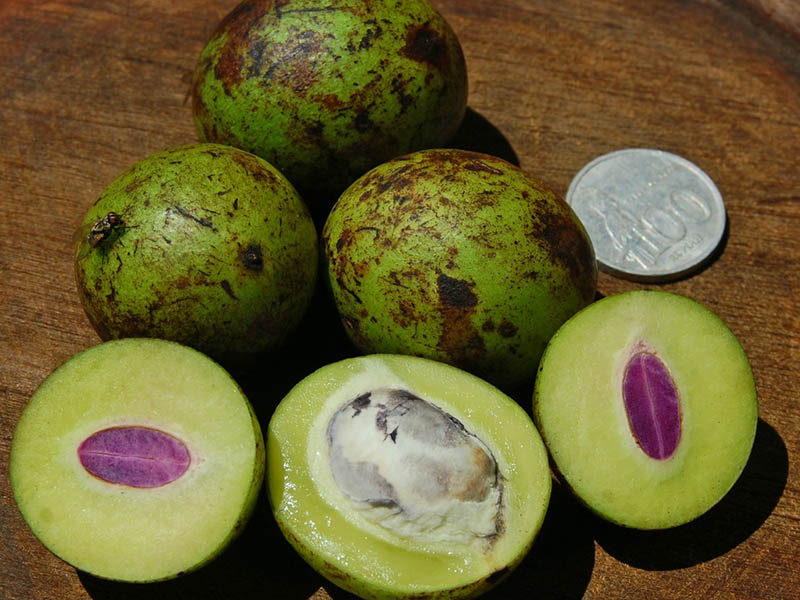 Gandaria Plum Mango