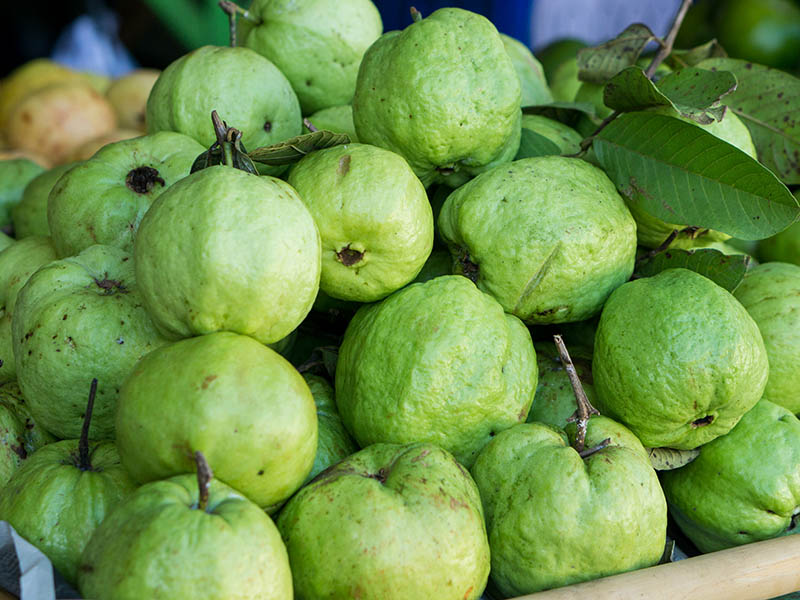 Guava Indo