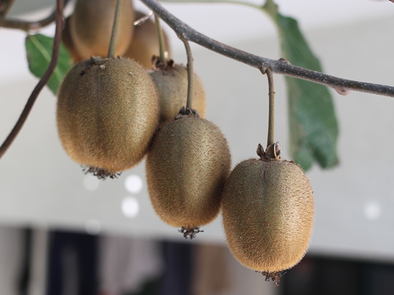 Kiwi Portuguese