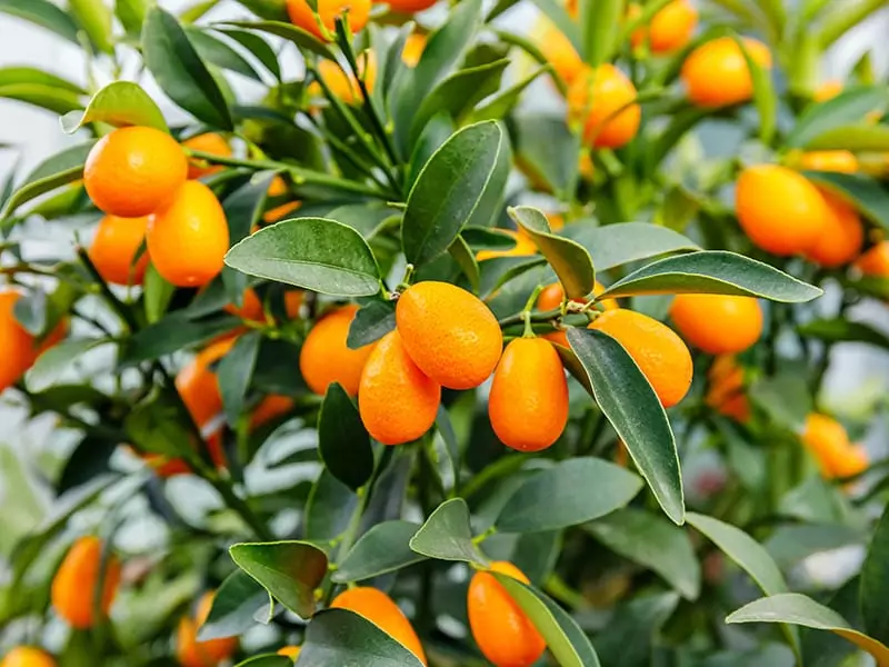 Kumquat Jin Ju