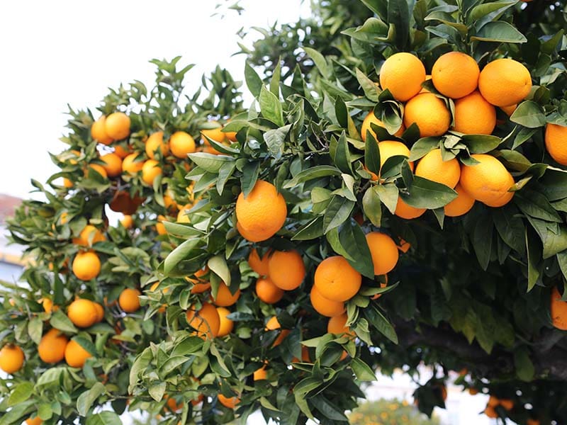 Laranja Oranges