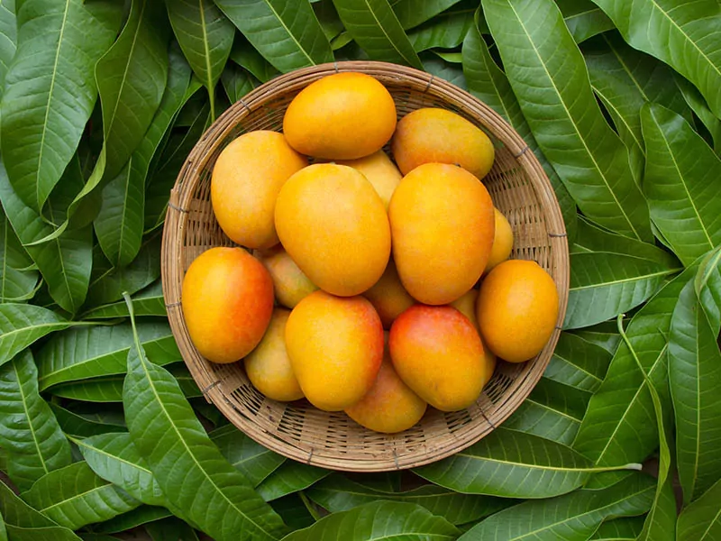 Mango Mang Guo