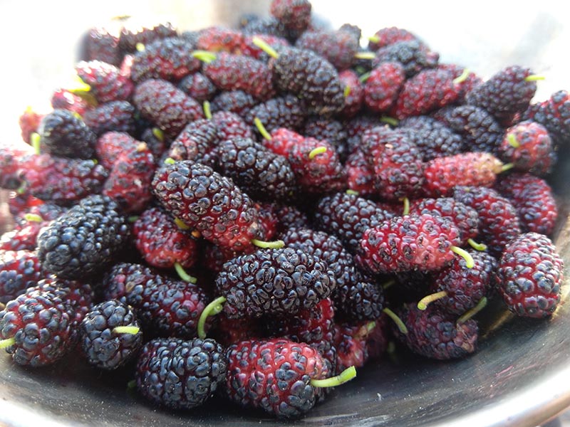 Pakistan Mulberry