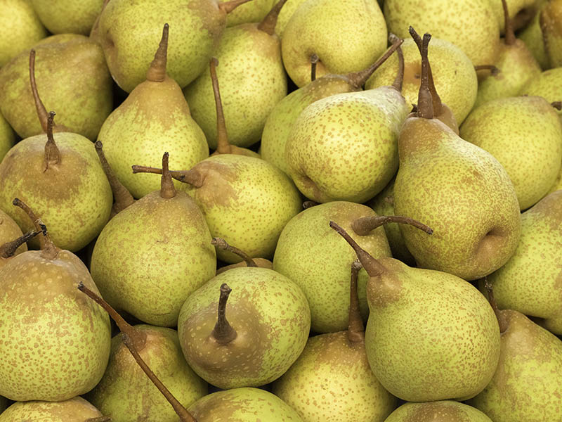 Pera Pears