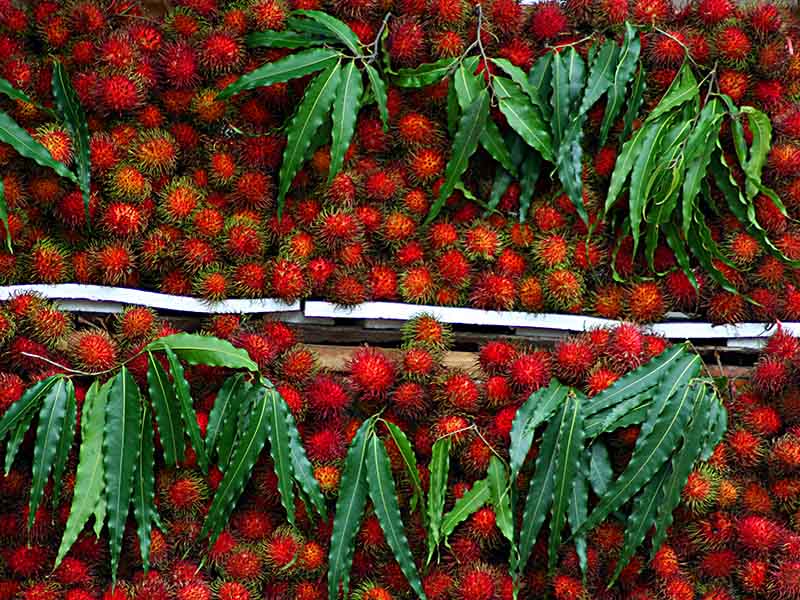 Rambutan Indo