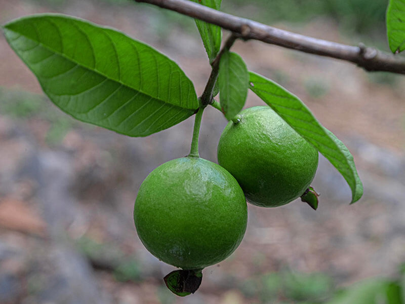 Guayaba Fruit