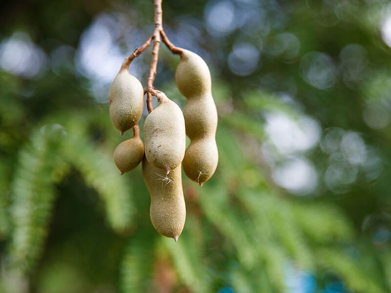 Tamarindo Fruit
