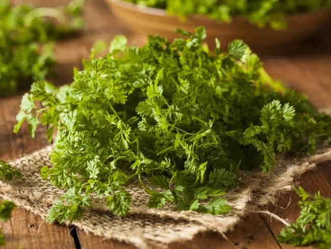 Dill and Chives Herbs