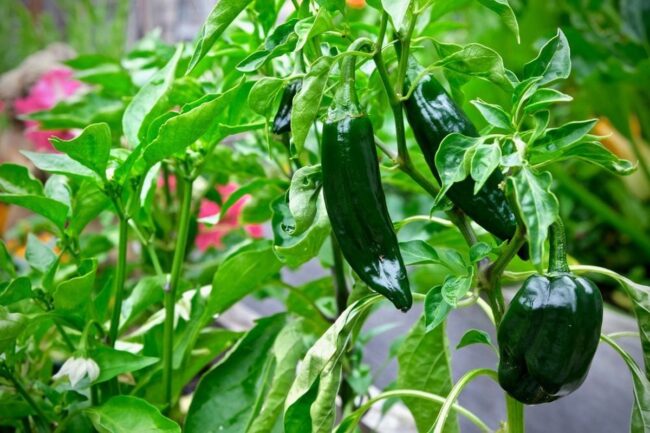 Best substitutes for Poblano peppers