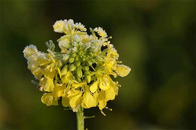 Dijon Mustard Replacements