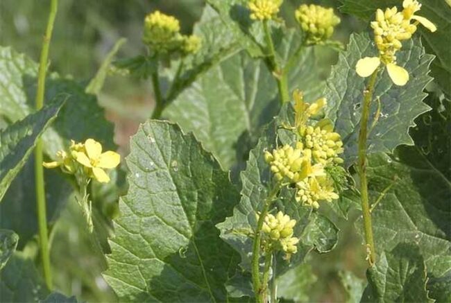 Dried Mustard Greens
