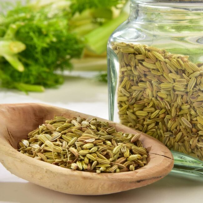 Fresh fennel and fennel fronds