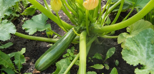 How to Store and Select Squash