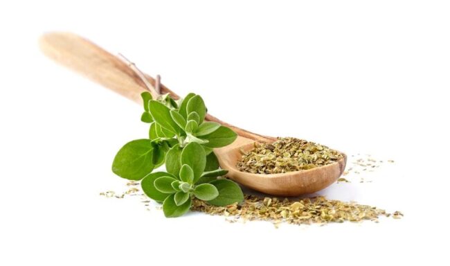 Summary of Oregano