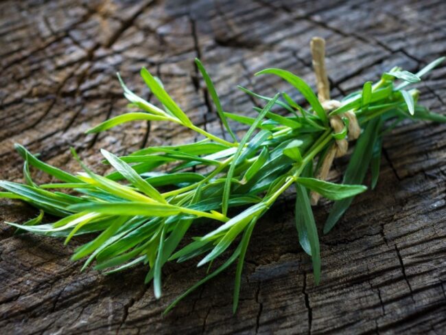 French tarragon
