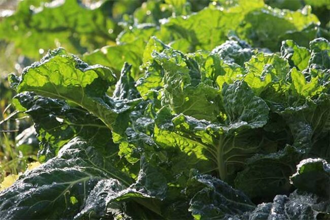 Collard Greens