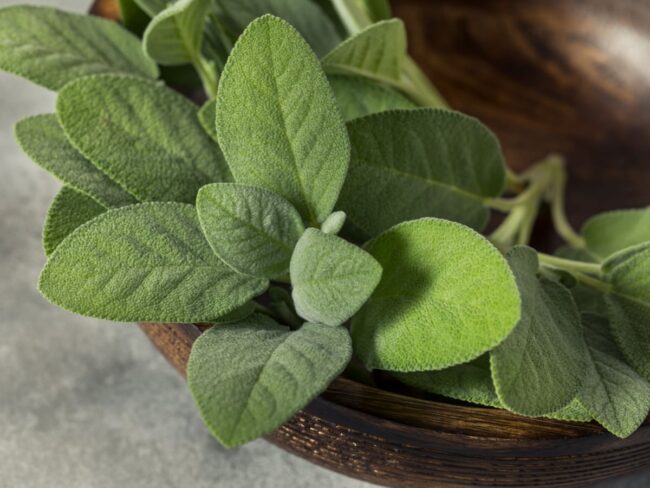 Sage