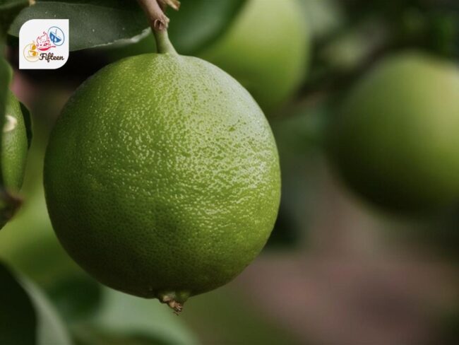 Australian Desert Lime