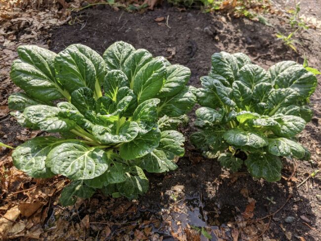 Tatsoi