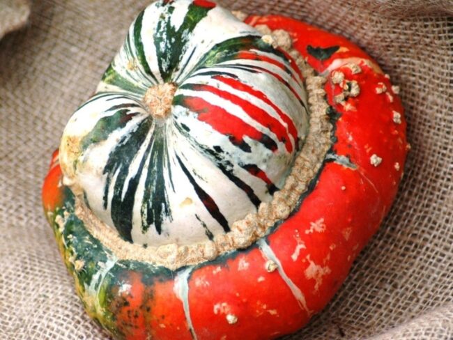 Turban squash