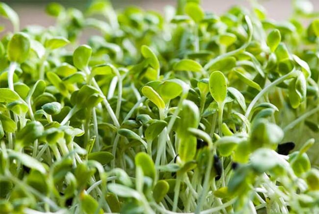 Alfalfa
